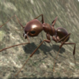 3D蚂蚁模拟